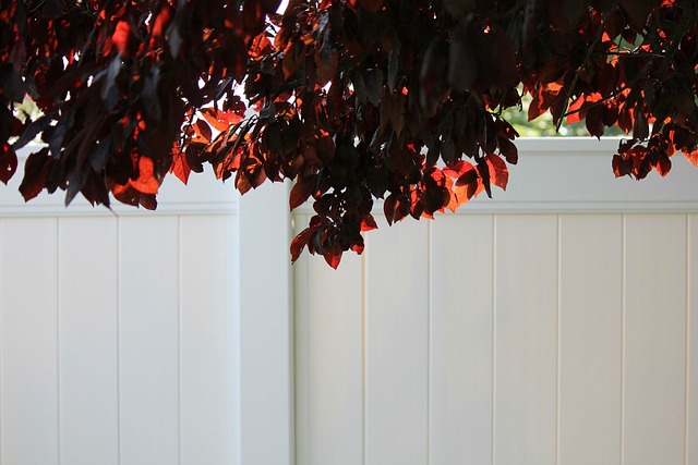 Why You Should Install a Vinyl Fence in Your Yard in Florida