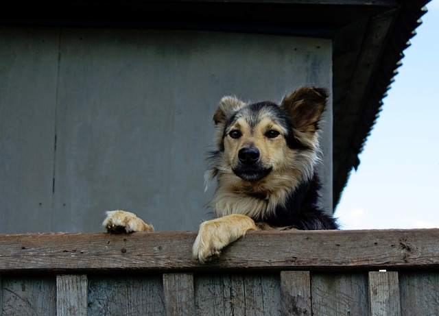 Best Options For Installing A Fence For Your Dog
