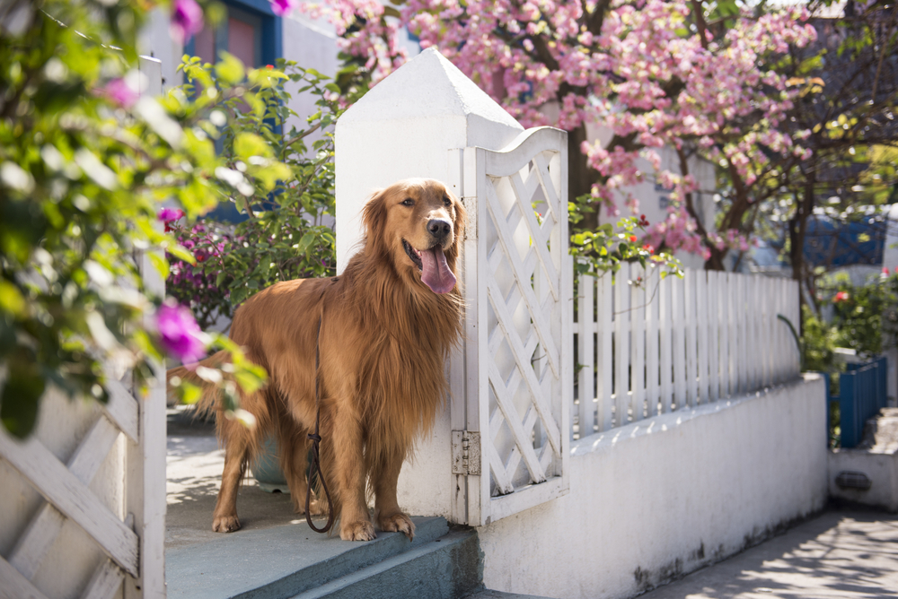 What's the Best Fence for Dogs in Florida