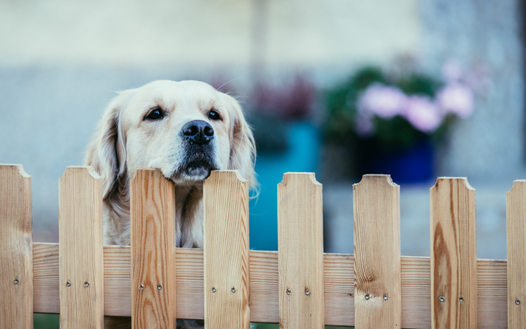 The Best Type Of Fences For Pets In Florida 