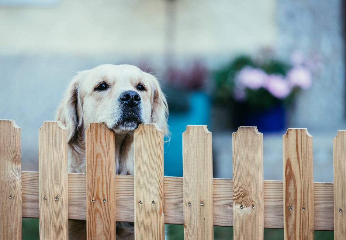 The Best Type Of Fences For Pets In Florida 
