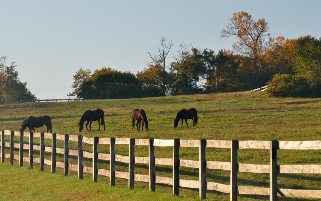 Things To Consider When Purchasing Agricultural Fencing For Horses In Florida