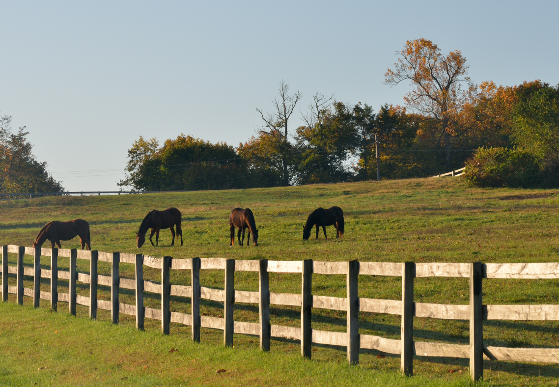 Things To Consider When Purchasing Agricultural Fencing For Horses In Florida